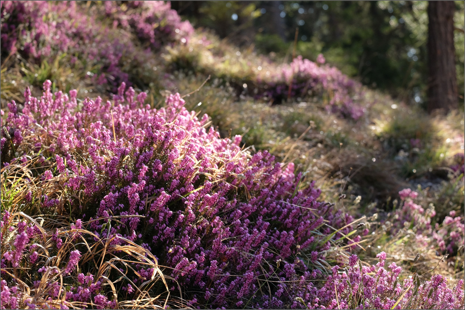 Waldfrühling