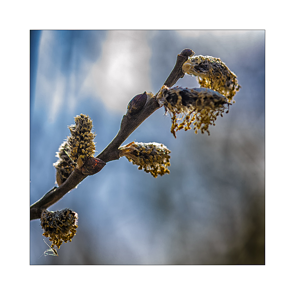 Waldfrühling 3