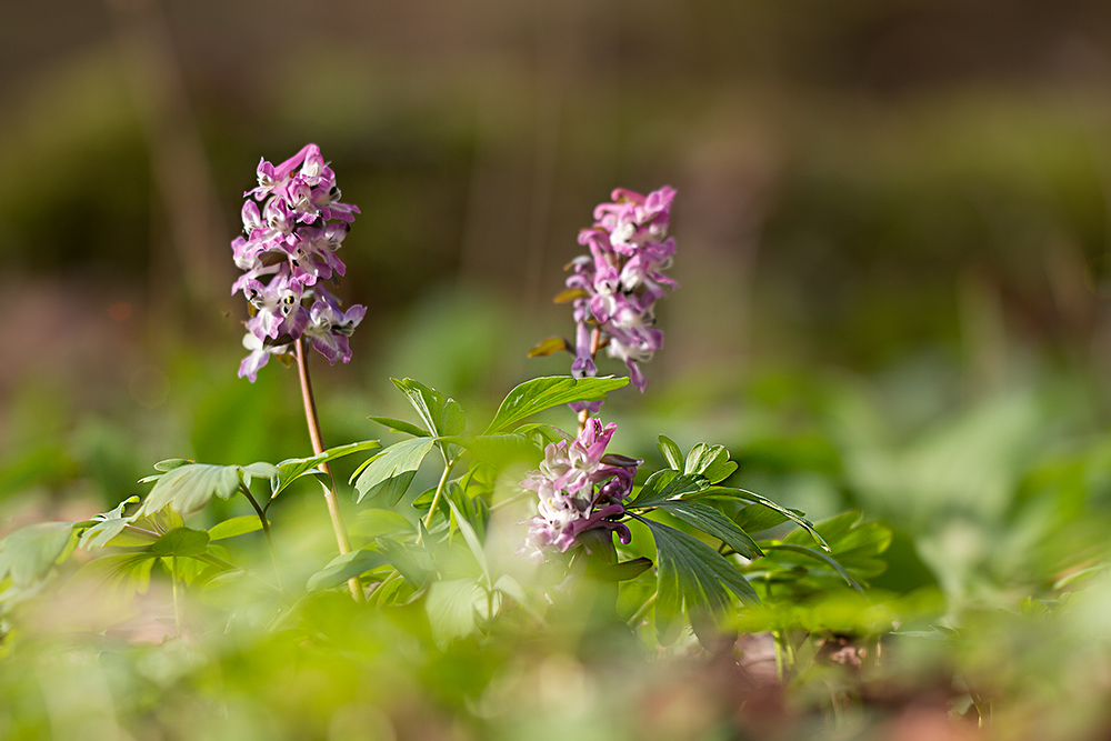 Waldfrühling