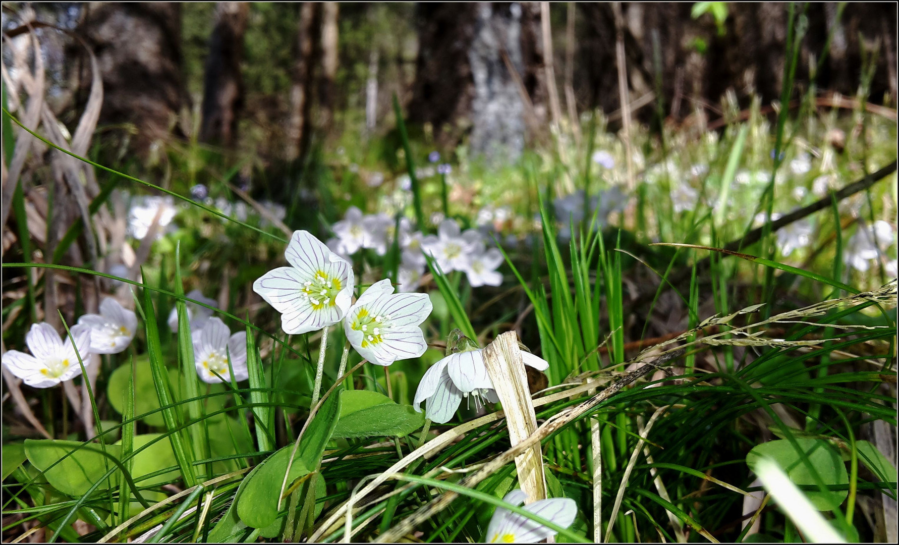 Waldfrühling 4