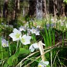 Waldfrühling 4