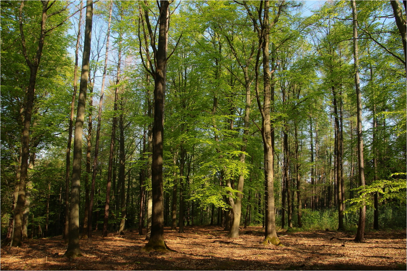 Waldfrühling