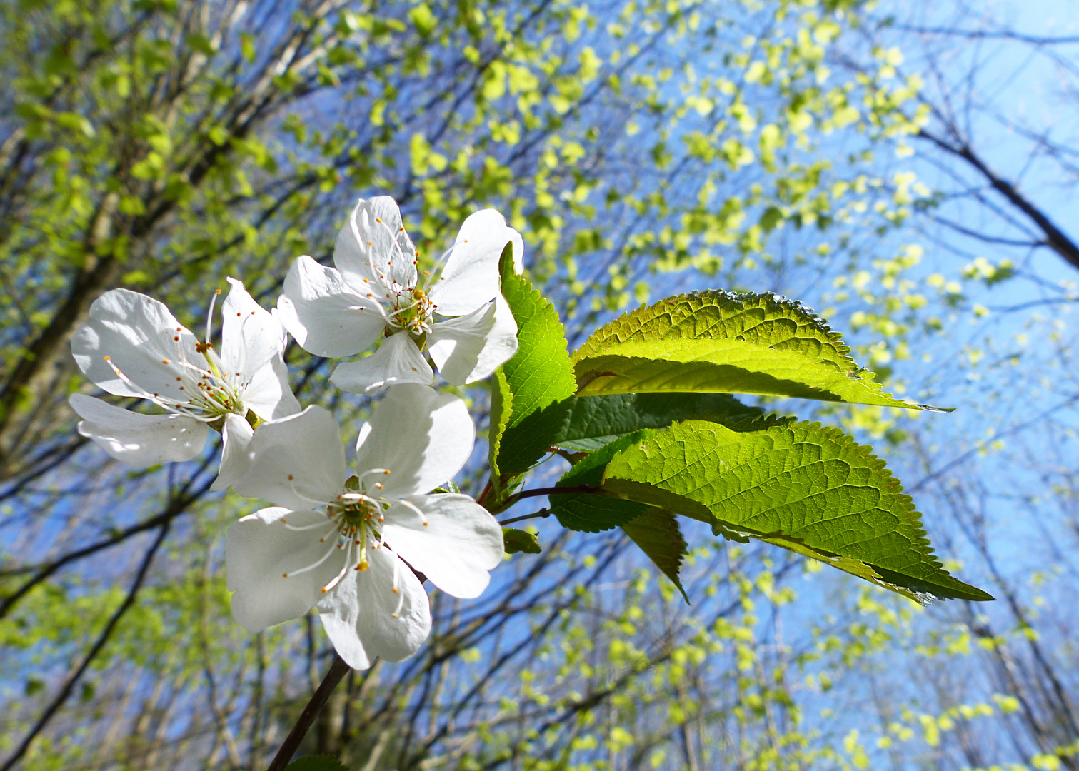 Waldfrühling