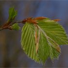 Waldfrühling