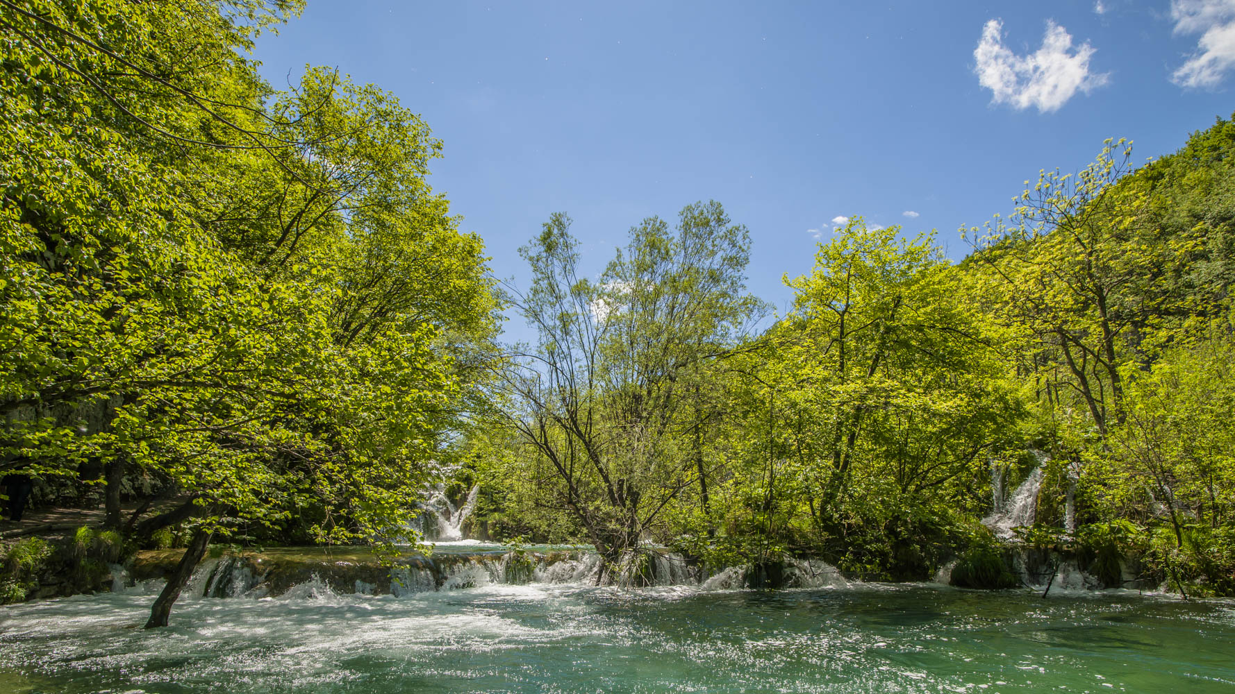 Waldfrühling am Wasser