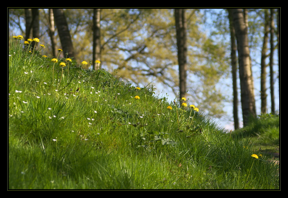 Waldfrühling