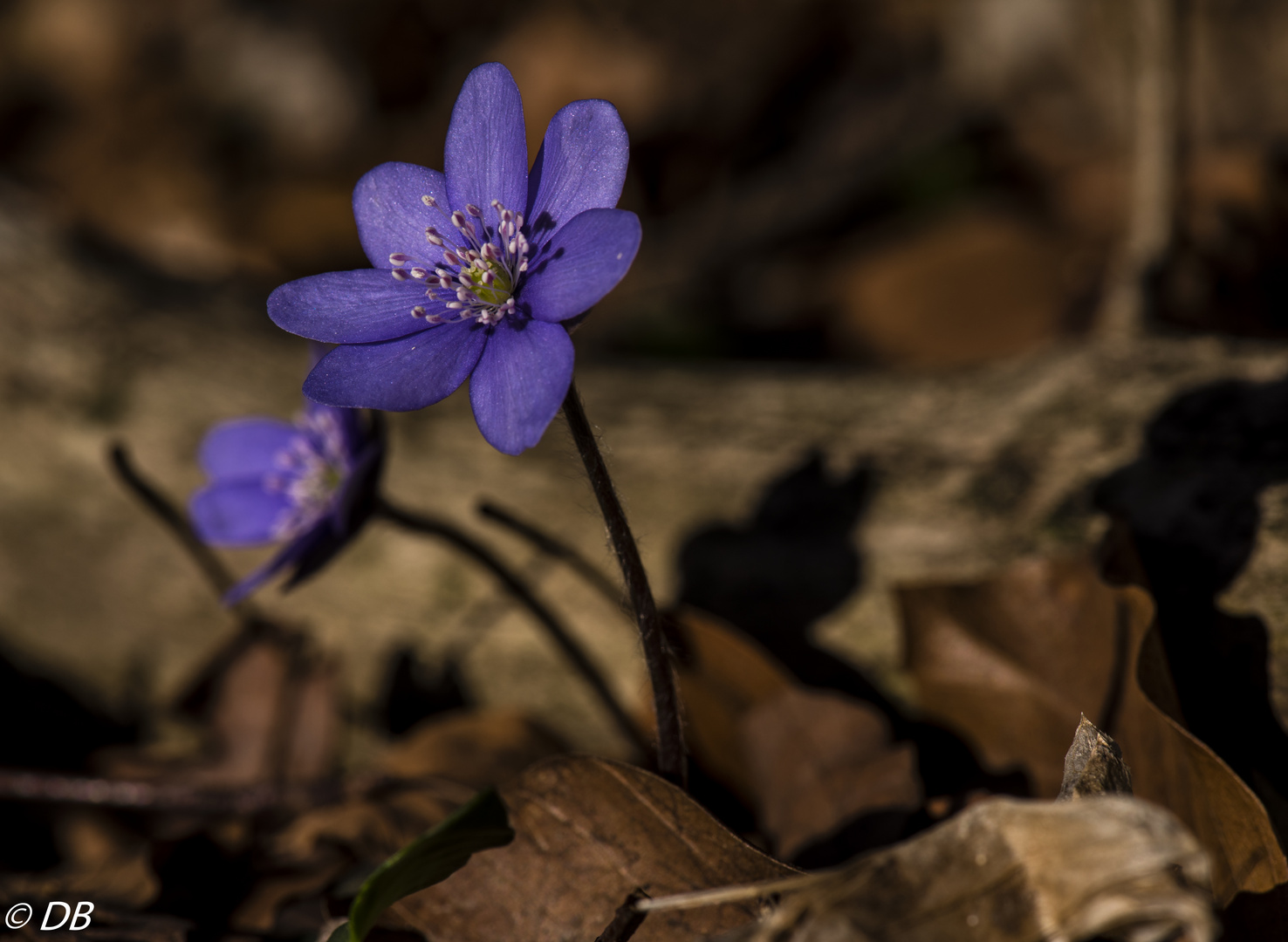 " Waldfrühling "