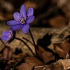 " Waldfrühling "