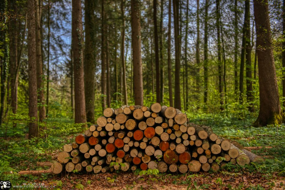 Waldfrühling