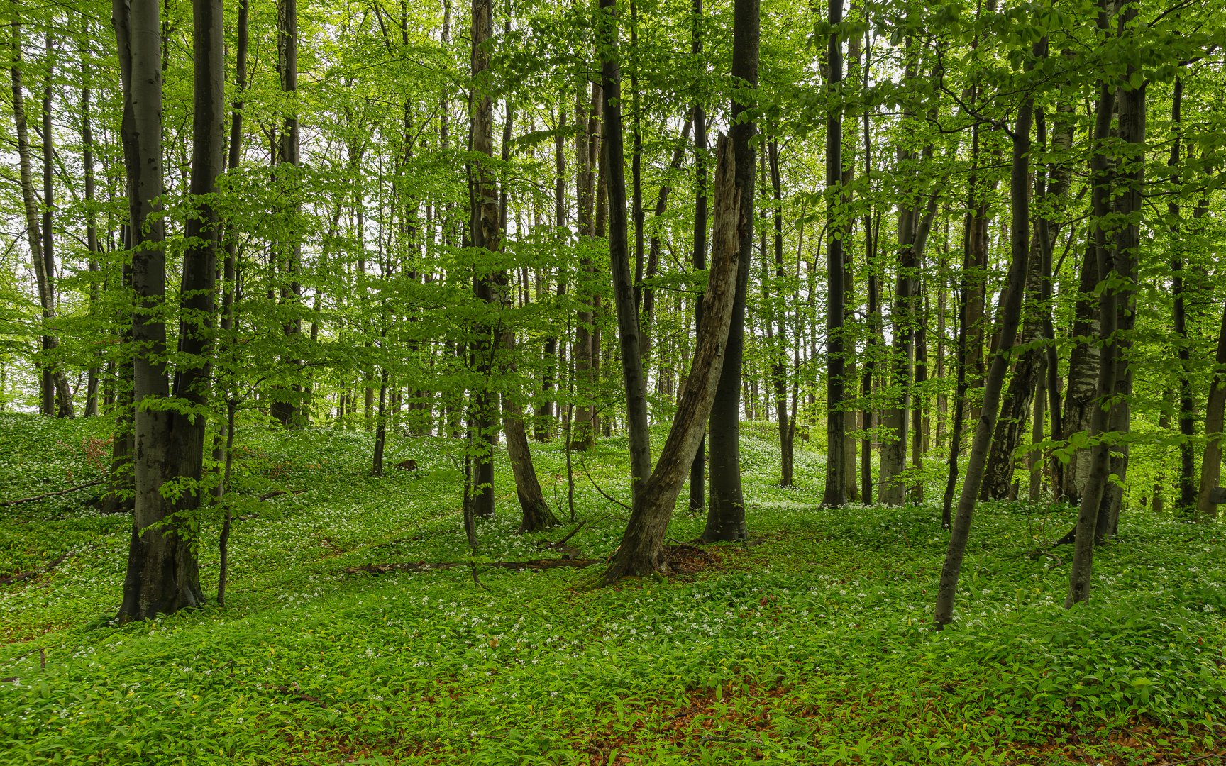 Waldfrühling