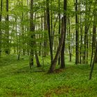 Waldfrühling