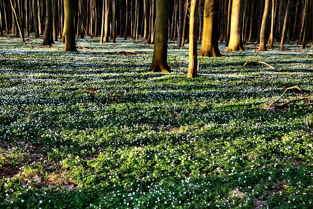 Waldfrühling...