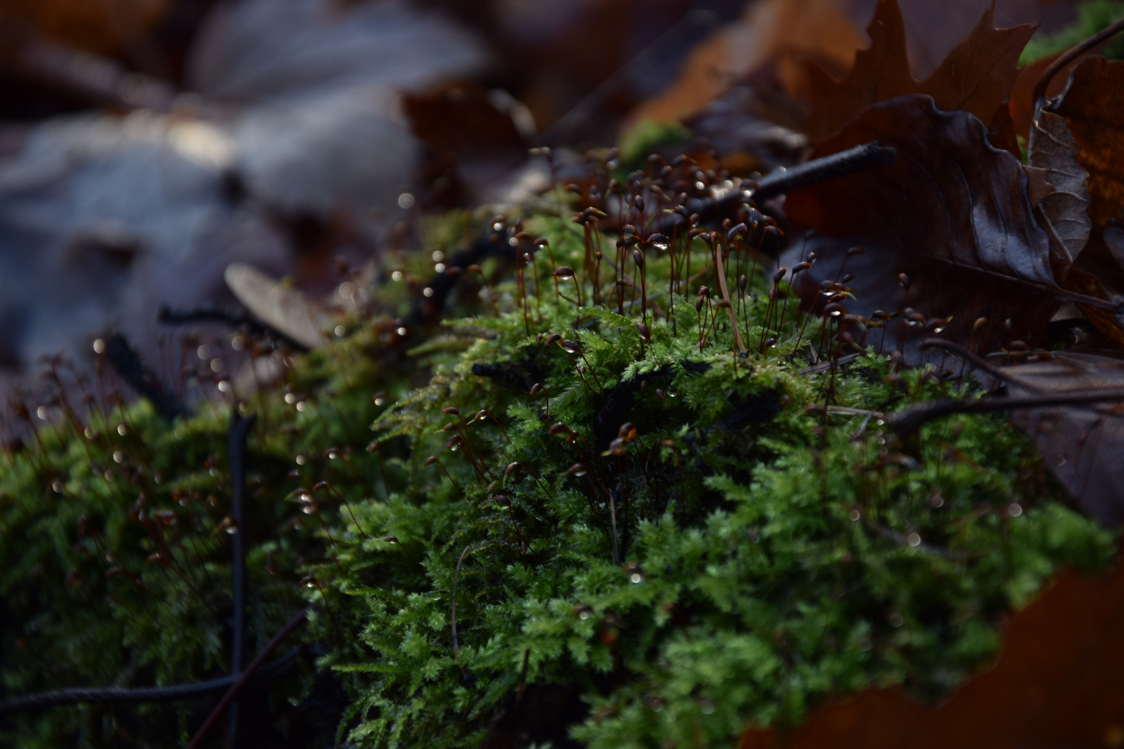 Waldgang am morgen 3