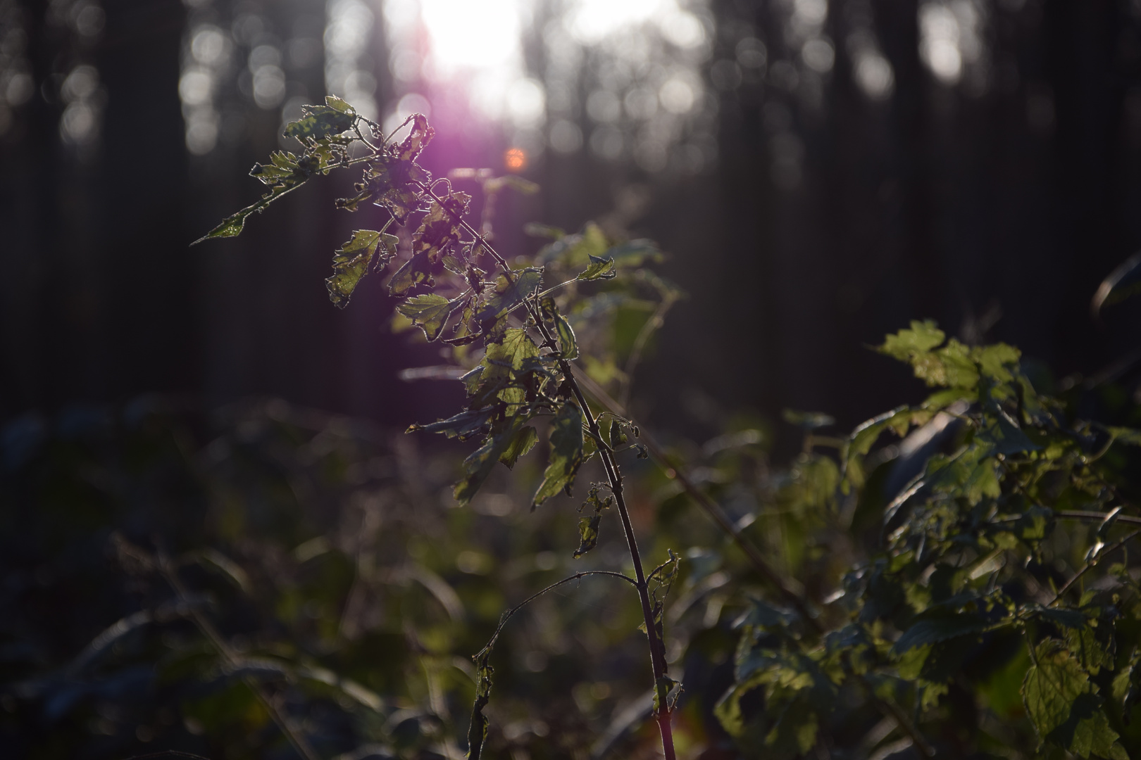 Waldgang am morgen