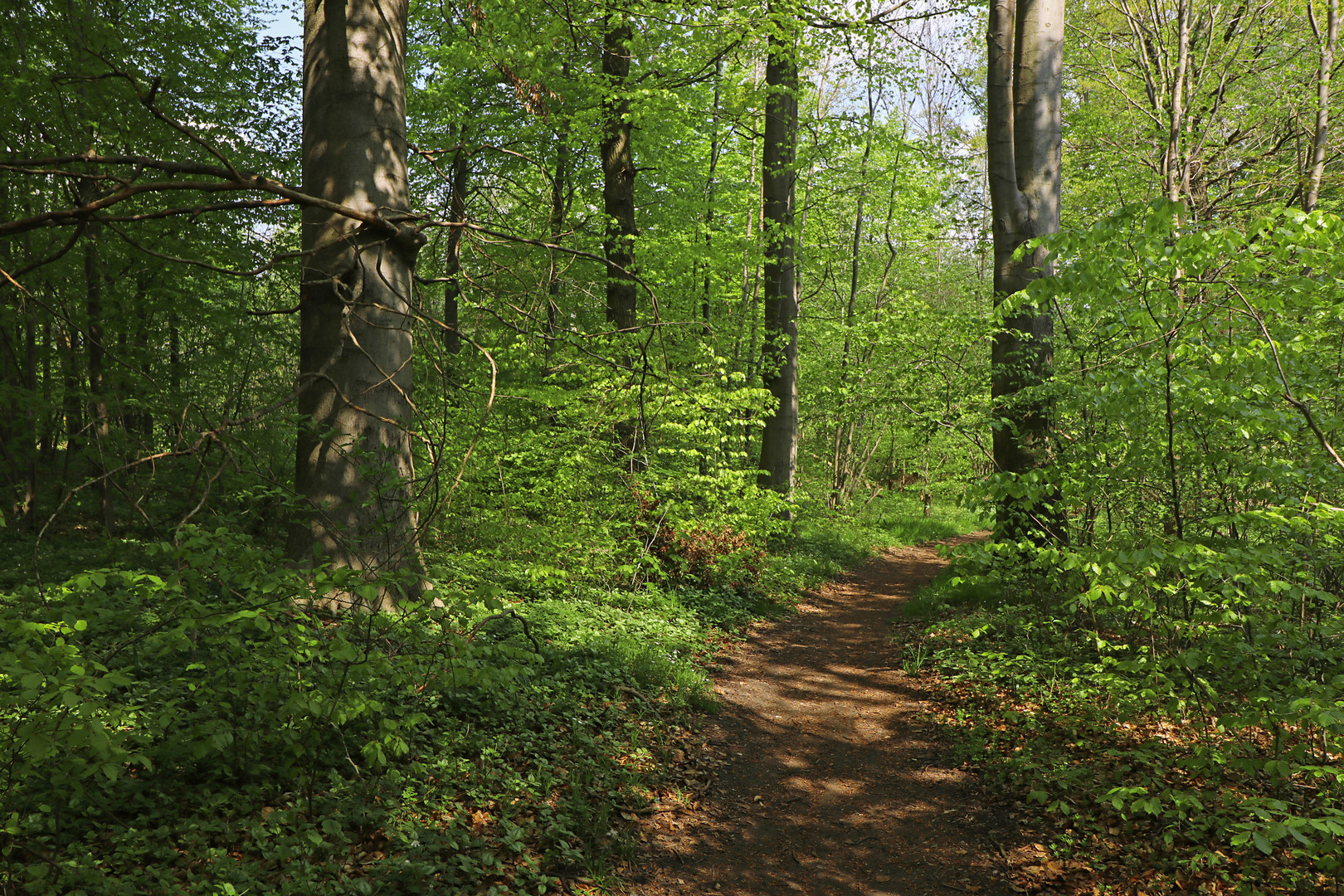 Waldgang im Frühling