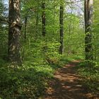 Waldgang im Frühling