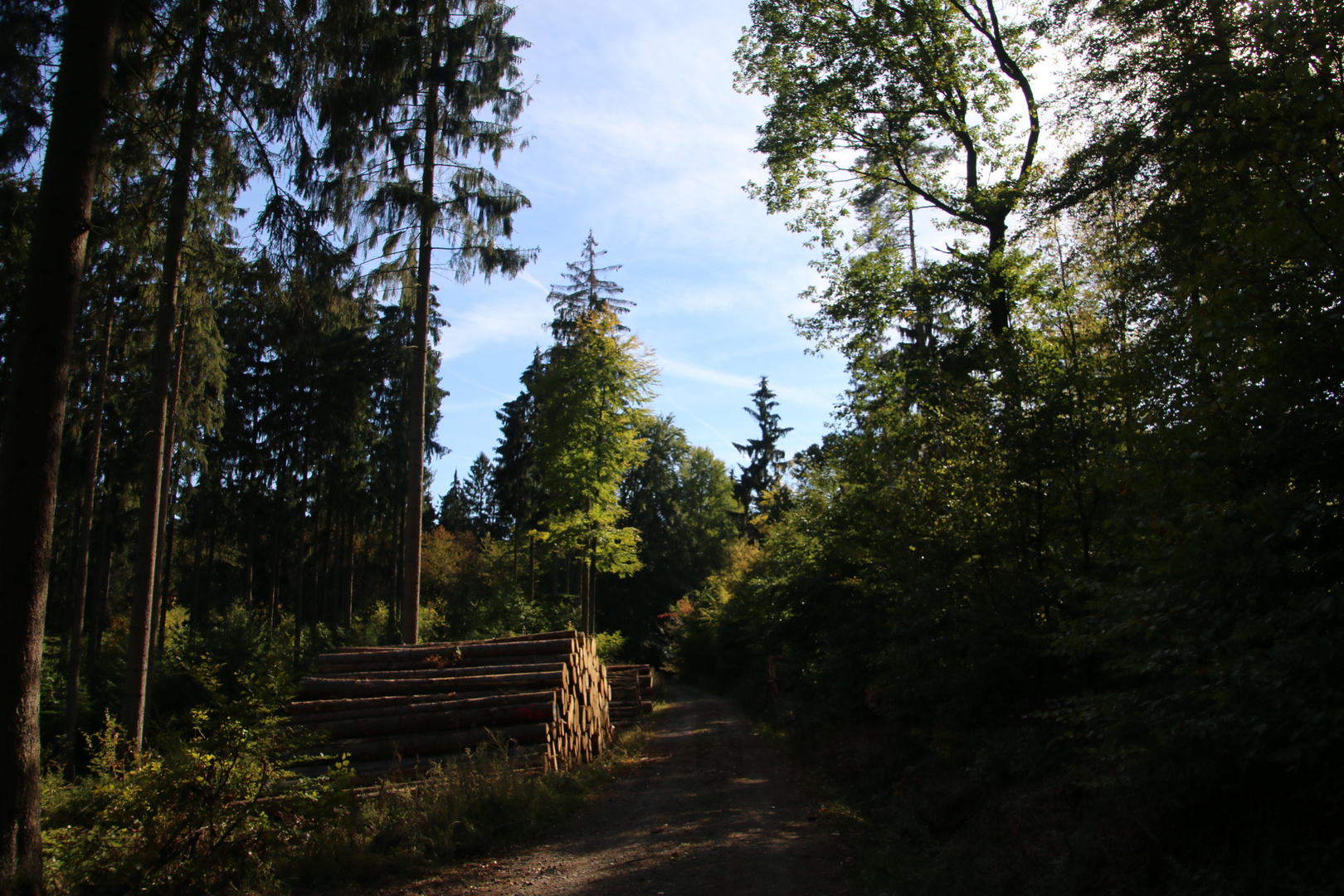 Waldgang im Herbst