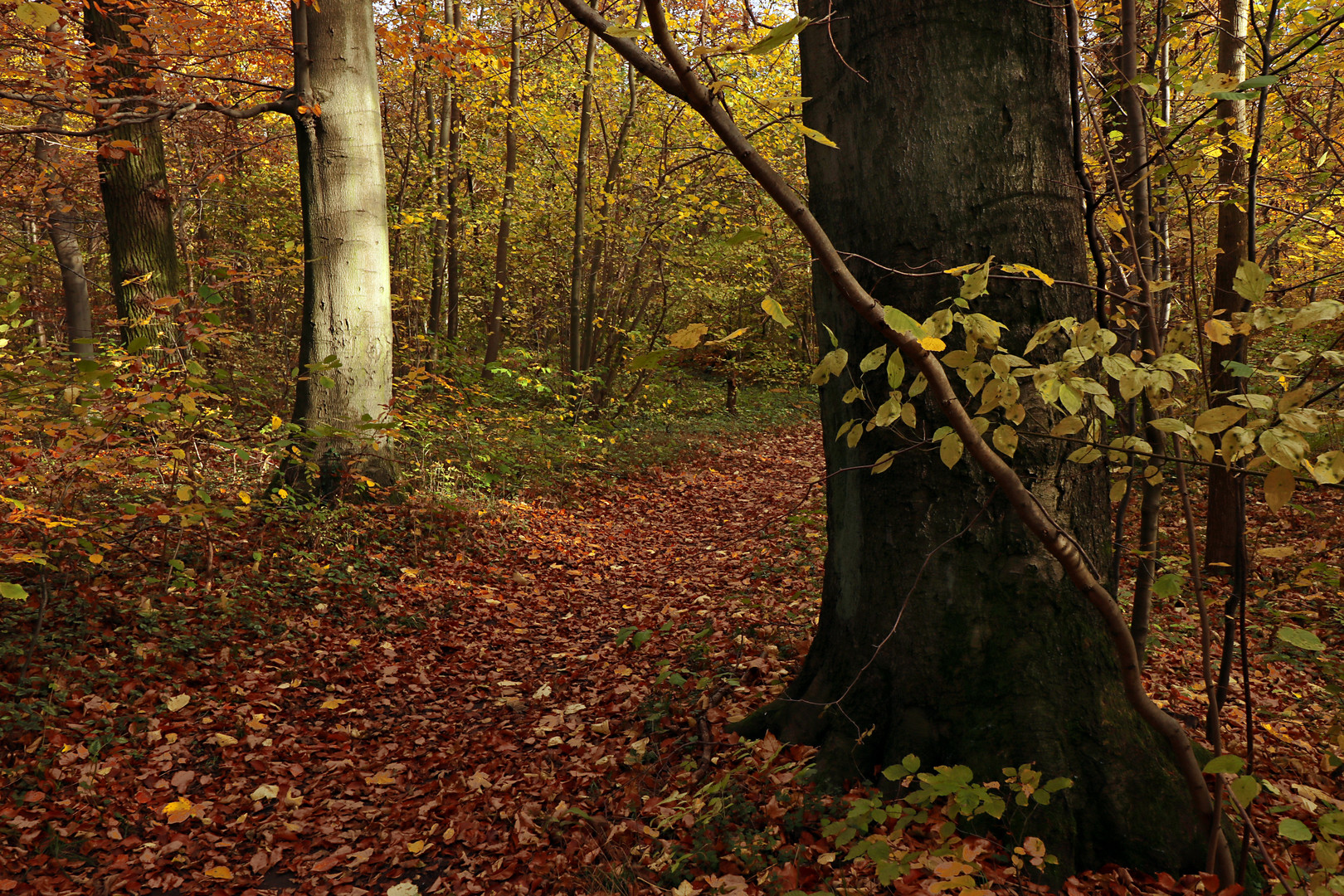 Waldgang im Herbst