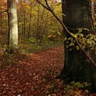 Waldgang im Herbst