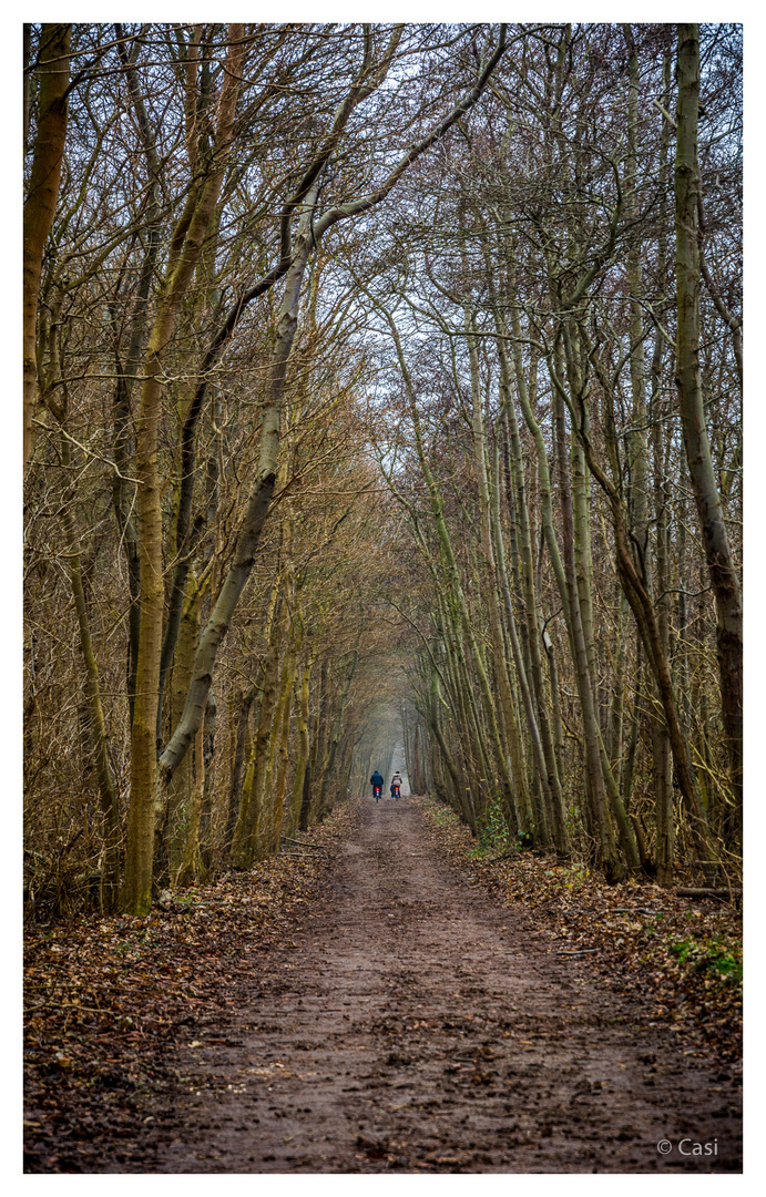 Wald_Gasse