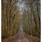 Wald_Gasse