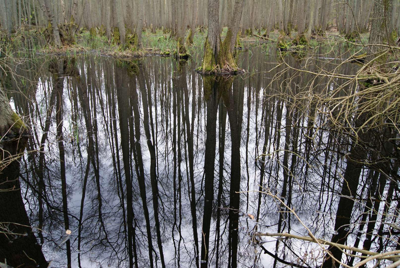 Waldgebiet an der Ostsee Darß