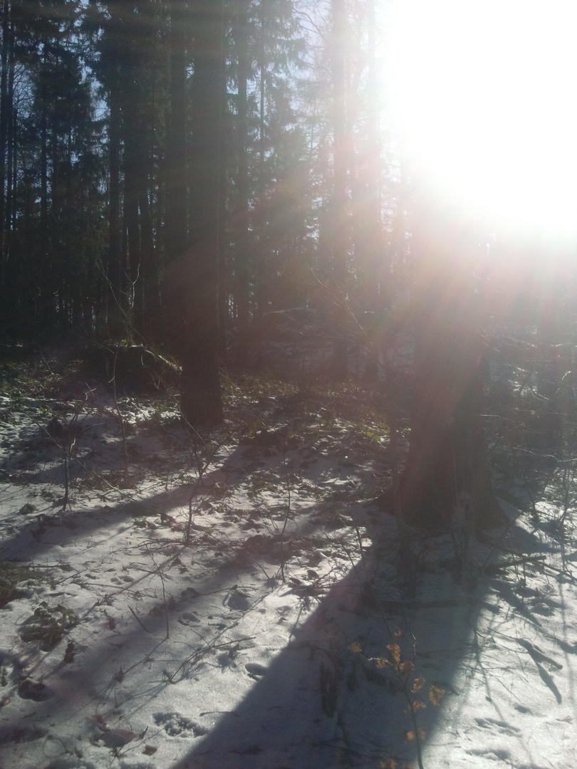 Waldgebiet bei mir um die Ecke im Winter