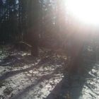 Waldgebiet bei mir um die Ecke im Winter