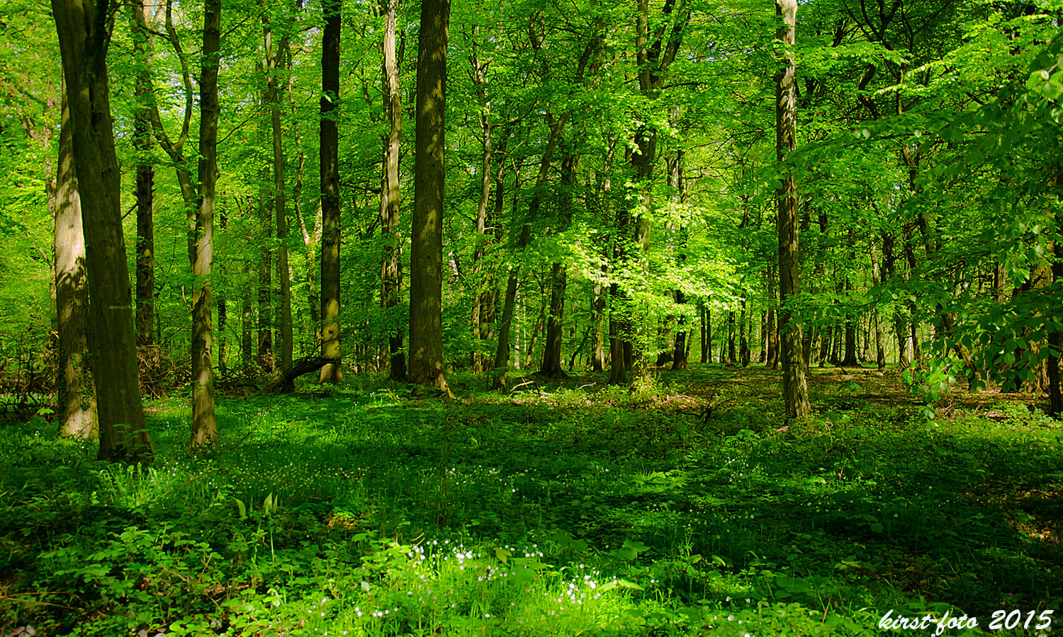 Waldgebiet bei Nordkirchen