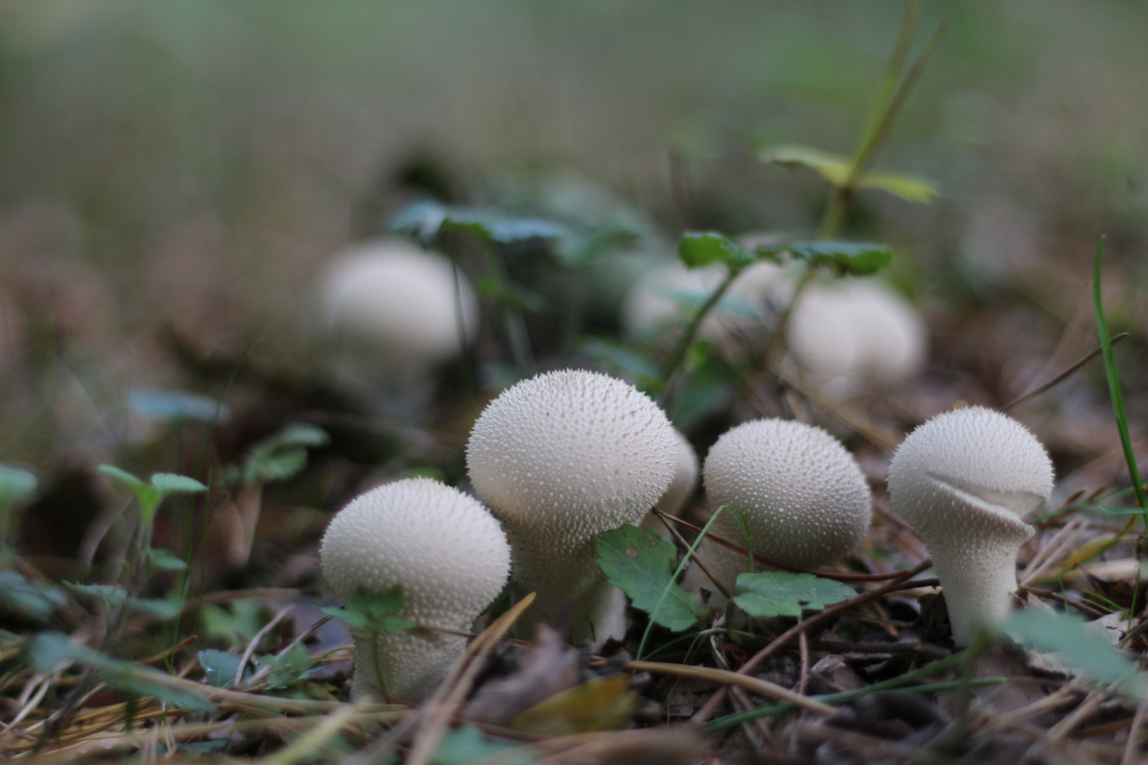 Waldgebiet Bröke bei Ahaus