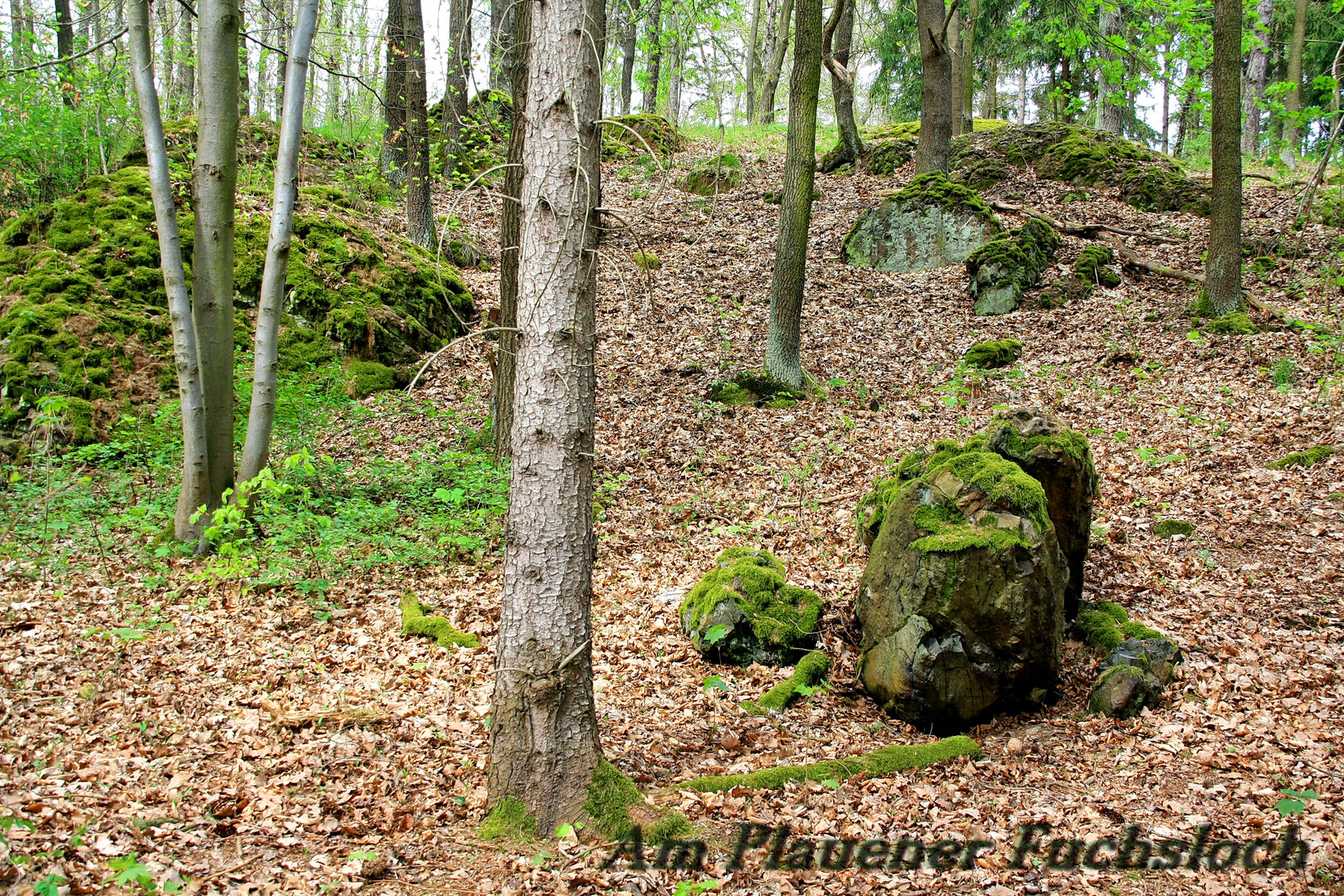 Waldgebiet Fuchsloch in Plauen