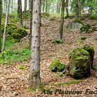 Waldgebiet Fuchsloch in Plauen