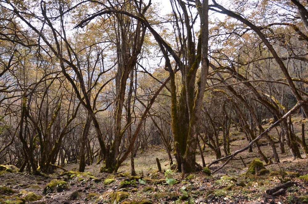 Waldgebiet südlich von Bhimtang auf dem Manaslu-Trek