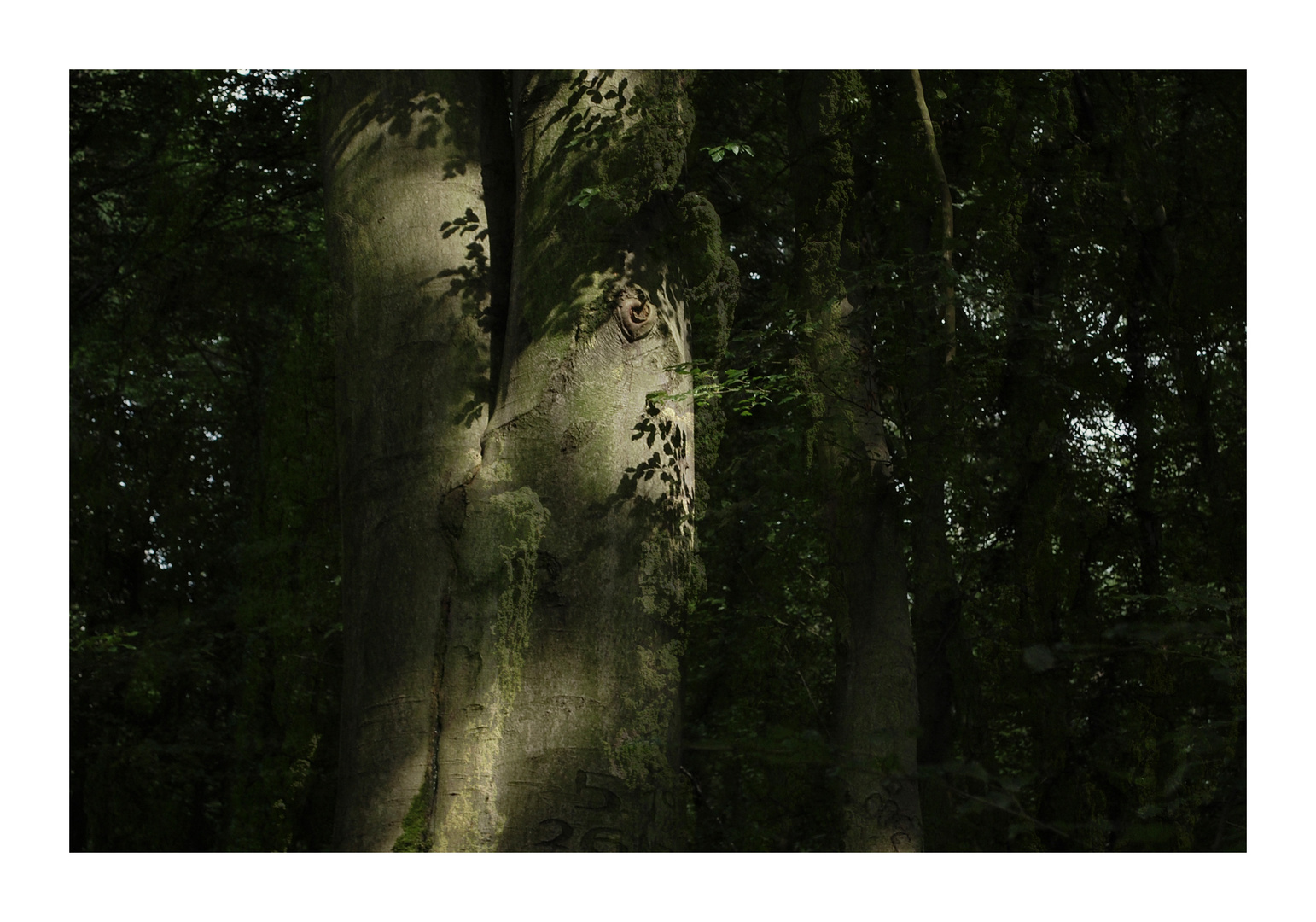 Wald.Geflüster