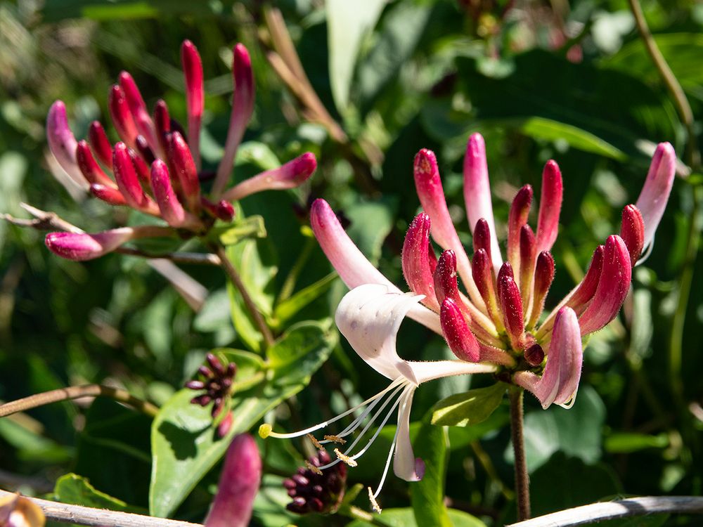 Waldgeißblatt Foto & Bild pflanzen, pilze & flechten, blüten