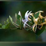 Wildblumen; Gras