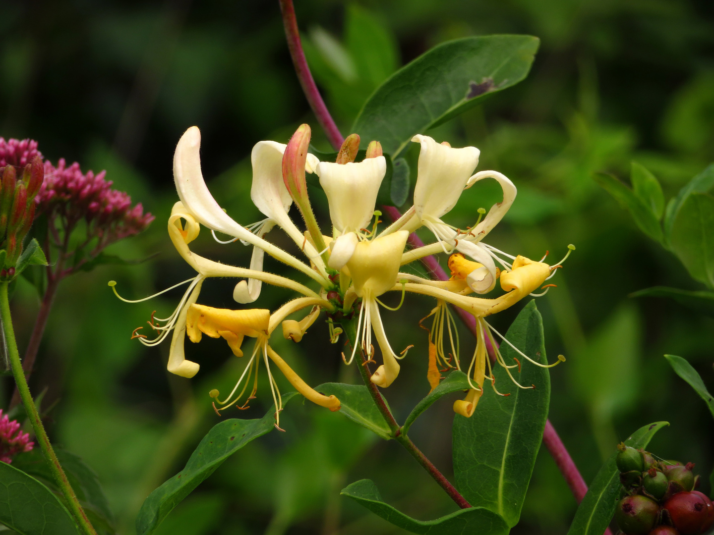 Waldgeißblatt-Blüte, im Naturpark Arnsberger Wald