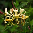 Waldgeißblatt-Blüte, im Naturpark Arnsberger Wald