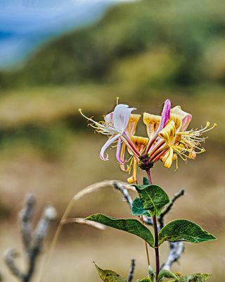 Waldgeißblatt oder Wald-Heckenkirsche
