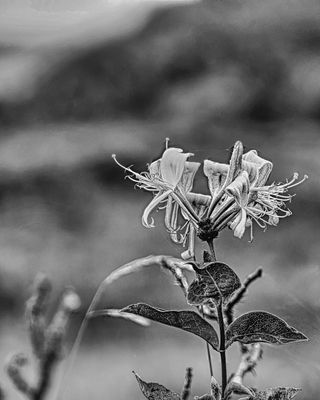 Waldgeißblatt oder Wald-Heckenkirsche -SW