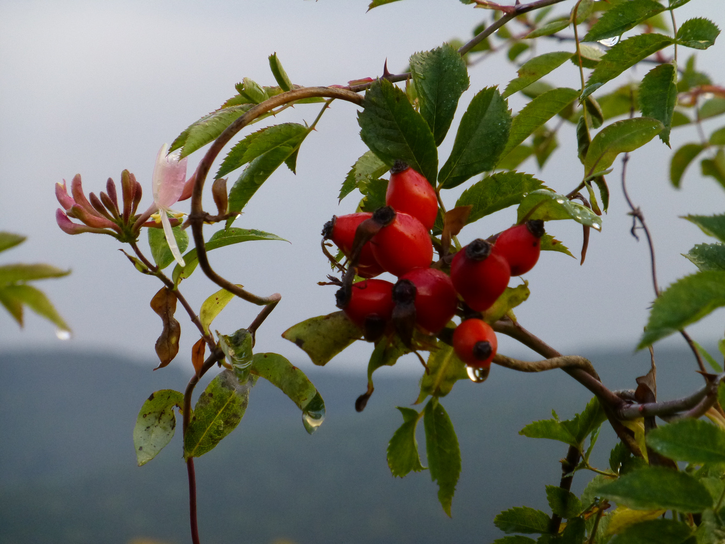 Waldgeißblatt und Hagebutten