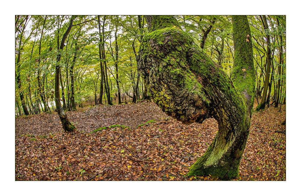 waldgeist ......