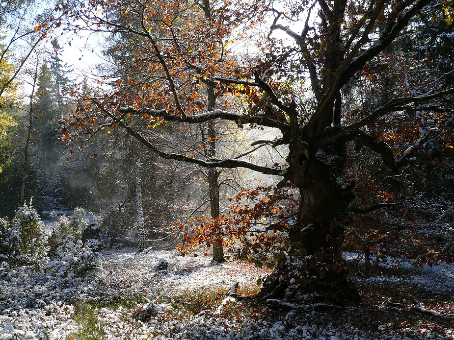 Waldgeist