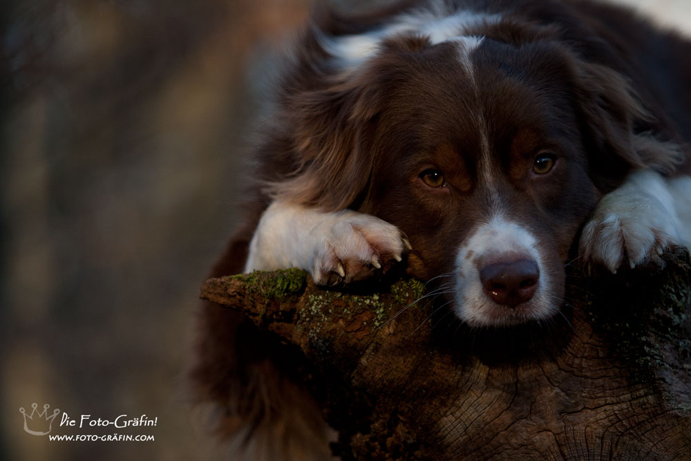 Waldgeist