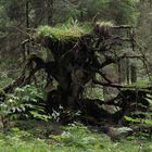 Waldgeist