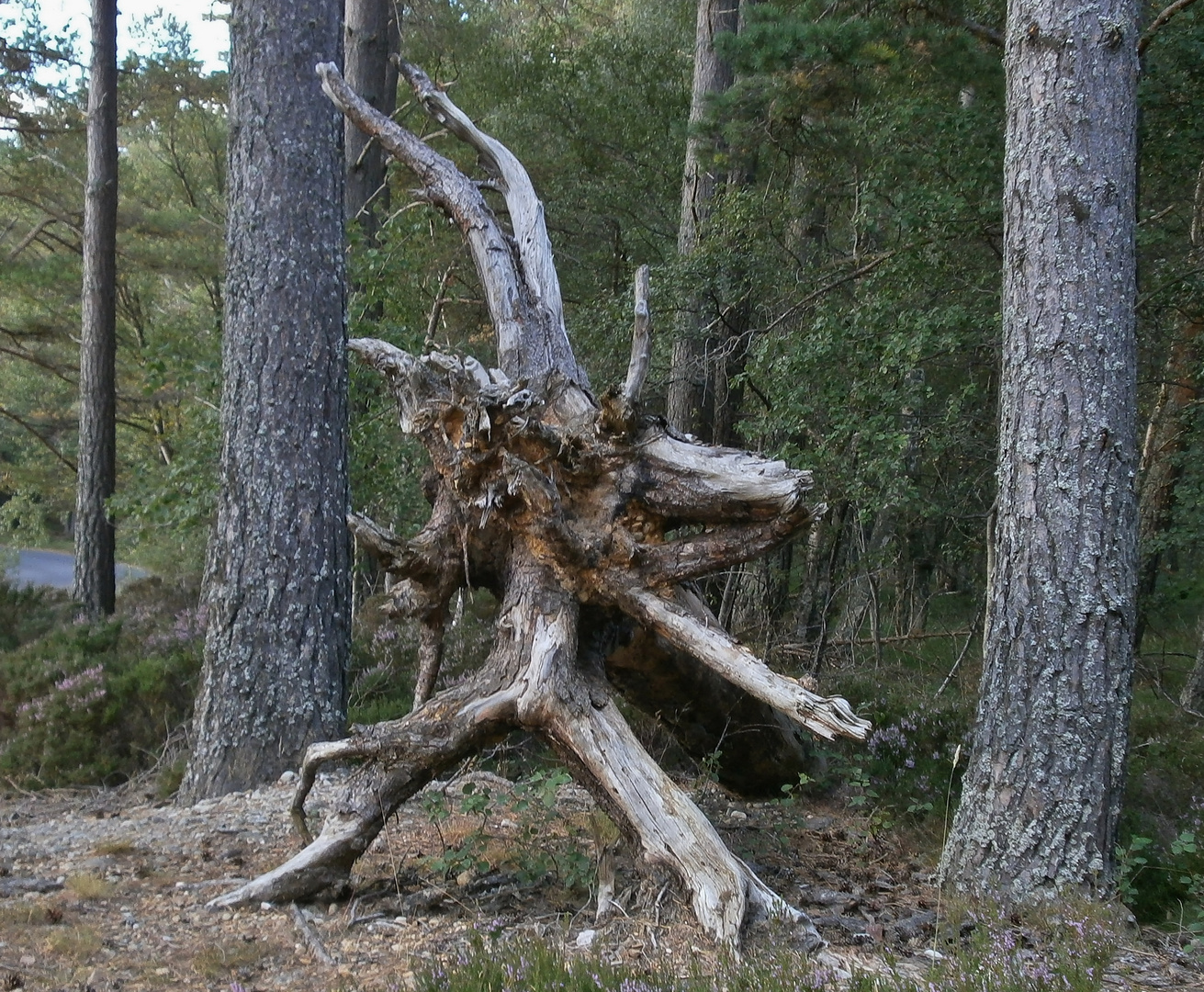 Waldgeist