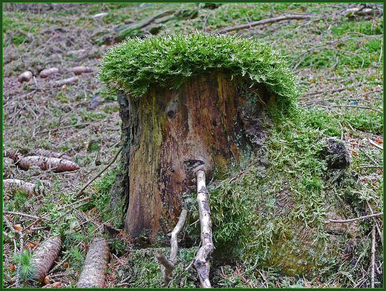 Waldgeist