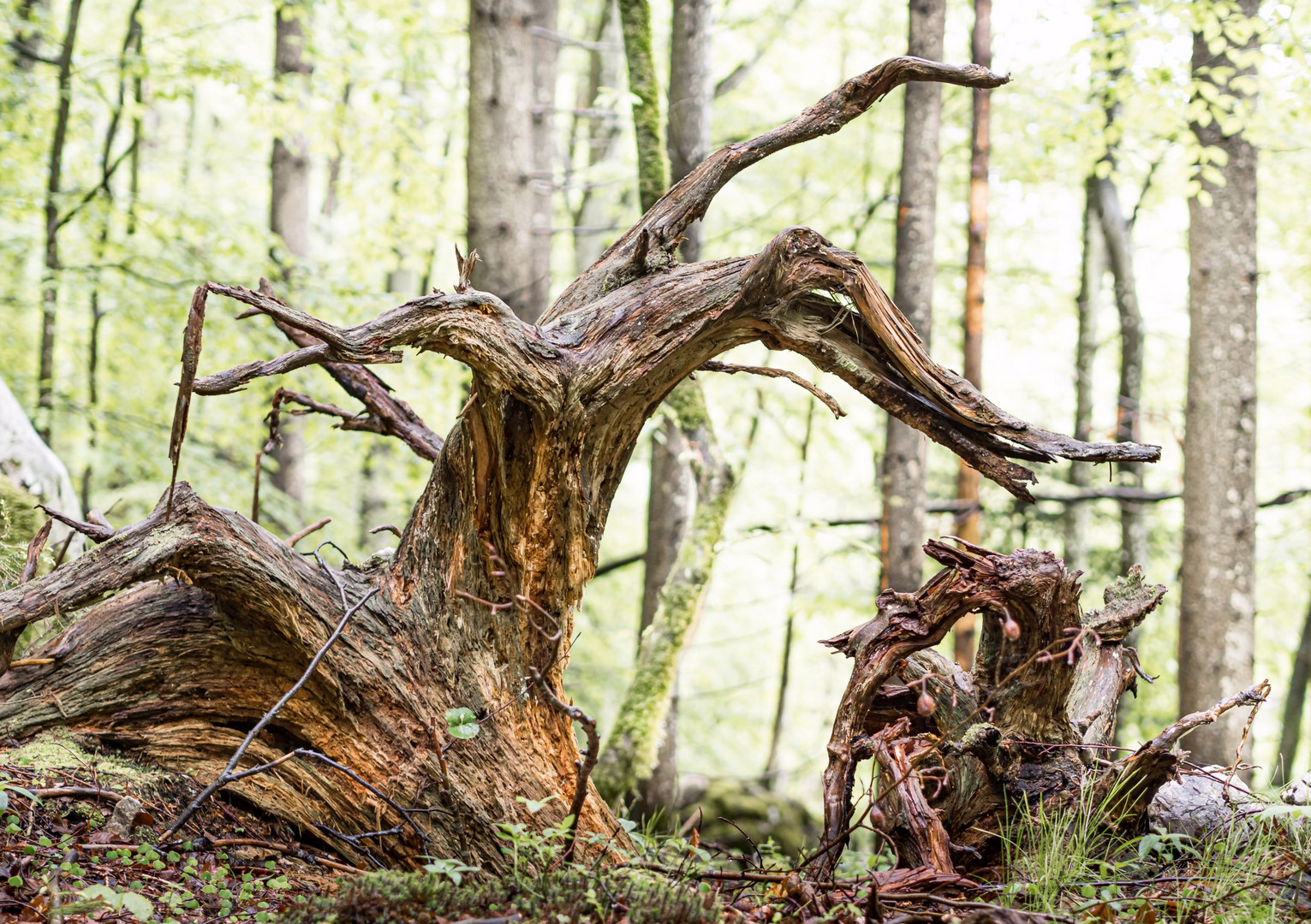 Waldgeist