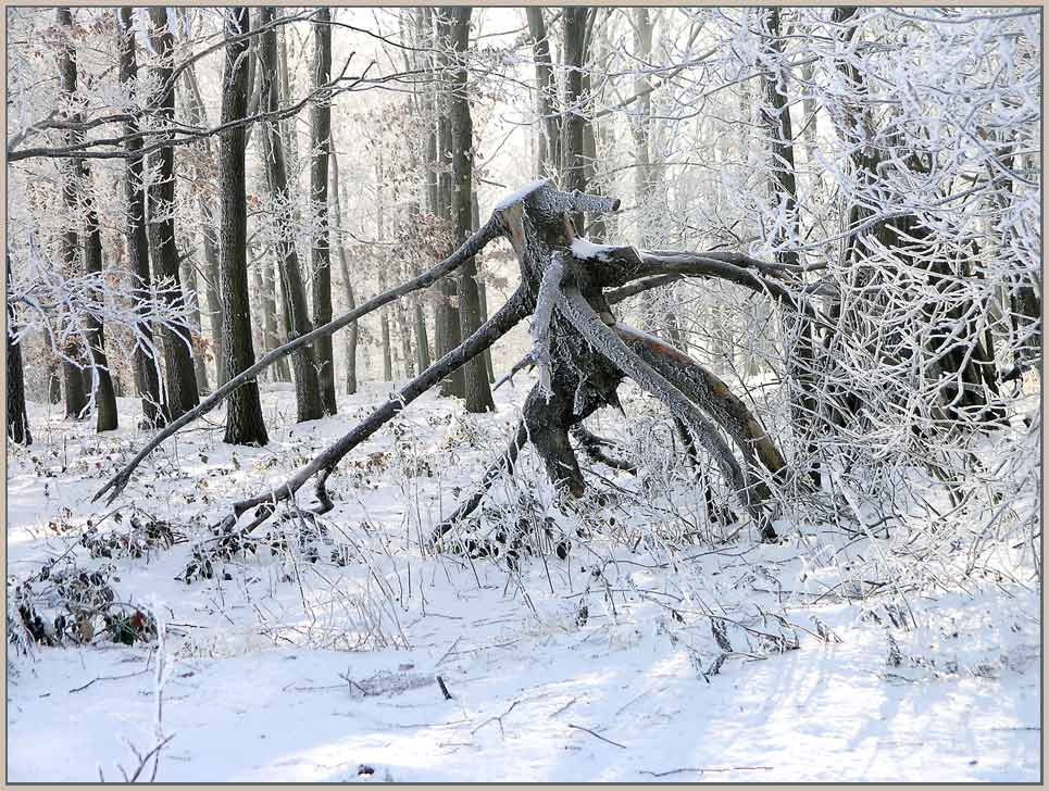 Waldgeist am Monumentberg...