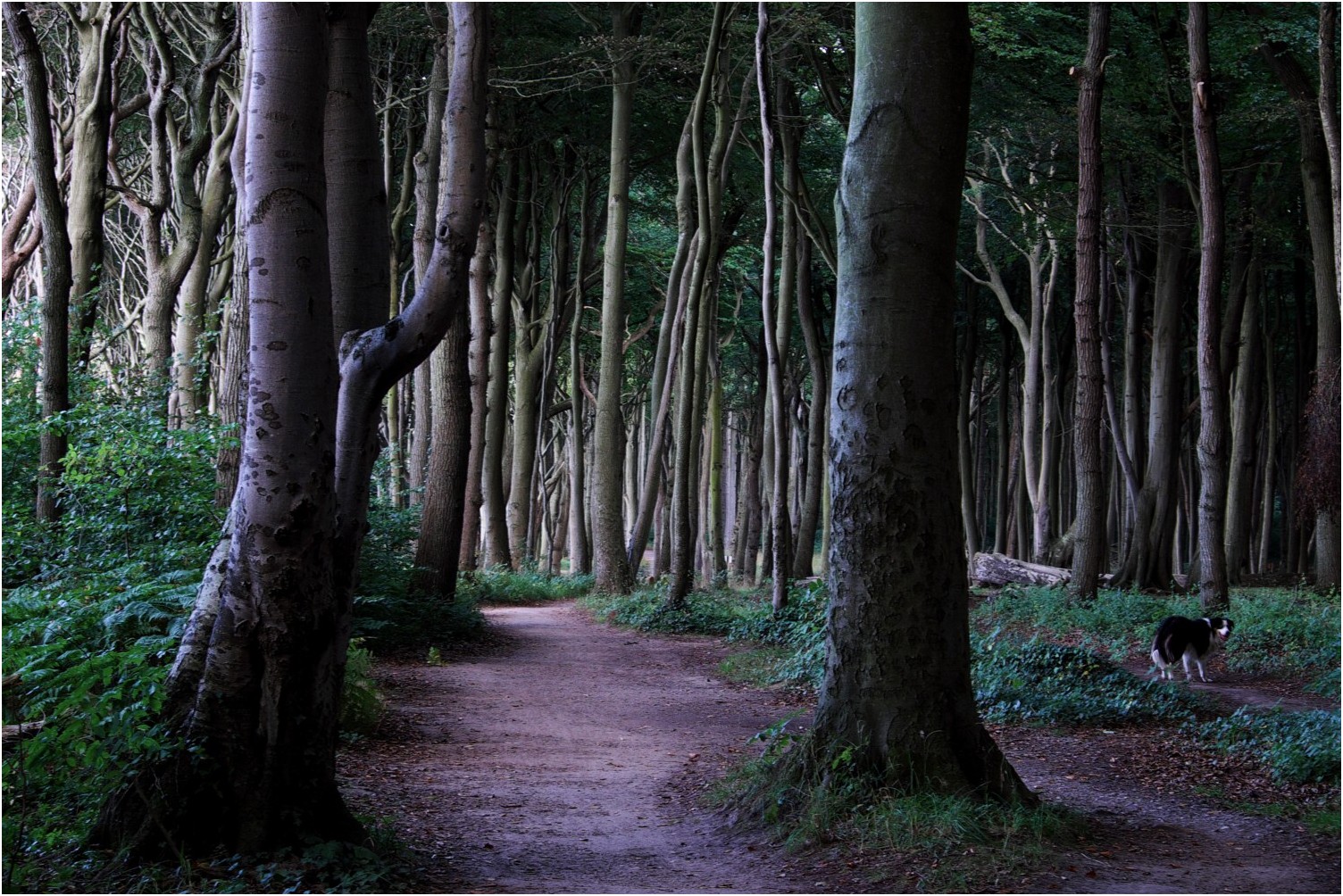 wald.geist